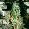 Ana Mendieta: Imagen de Yagul (1973)