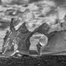 Sebastião Salgado: Iceberg Between Paulet Island and the South Shetland Islands in the Antarctic Peninsula (2005)