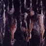 Les Peaux de Lapin (The Rabbit Skins) (1927)