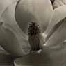 Imogen Cunningham: Magnolia Blossom (1925)