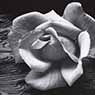 Ansel Adams: Rose and Driftwood, San Francisco, California (c. 1932)