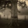 Deep South, Untitled (Scarred Tree) (1998)