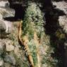 Ana Mendieta: Untitled (Image from Yagul) (1973)