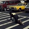 Times Square Crawl A.K.A. Meditation Square Piece (1978)