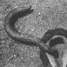 Metal Hook (c. 1942)