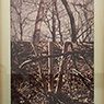 Autobiography of Hemlock Forest (1969-1975)