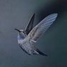Eliot Porter: Blue-Throated Hummingbird, Chiricahua Mountains, Arizona (1959)