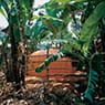 Biogas in Africa (1997)